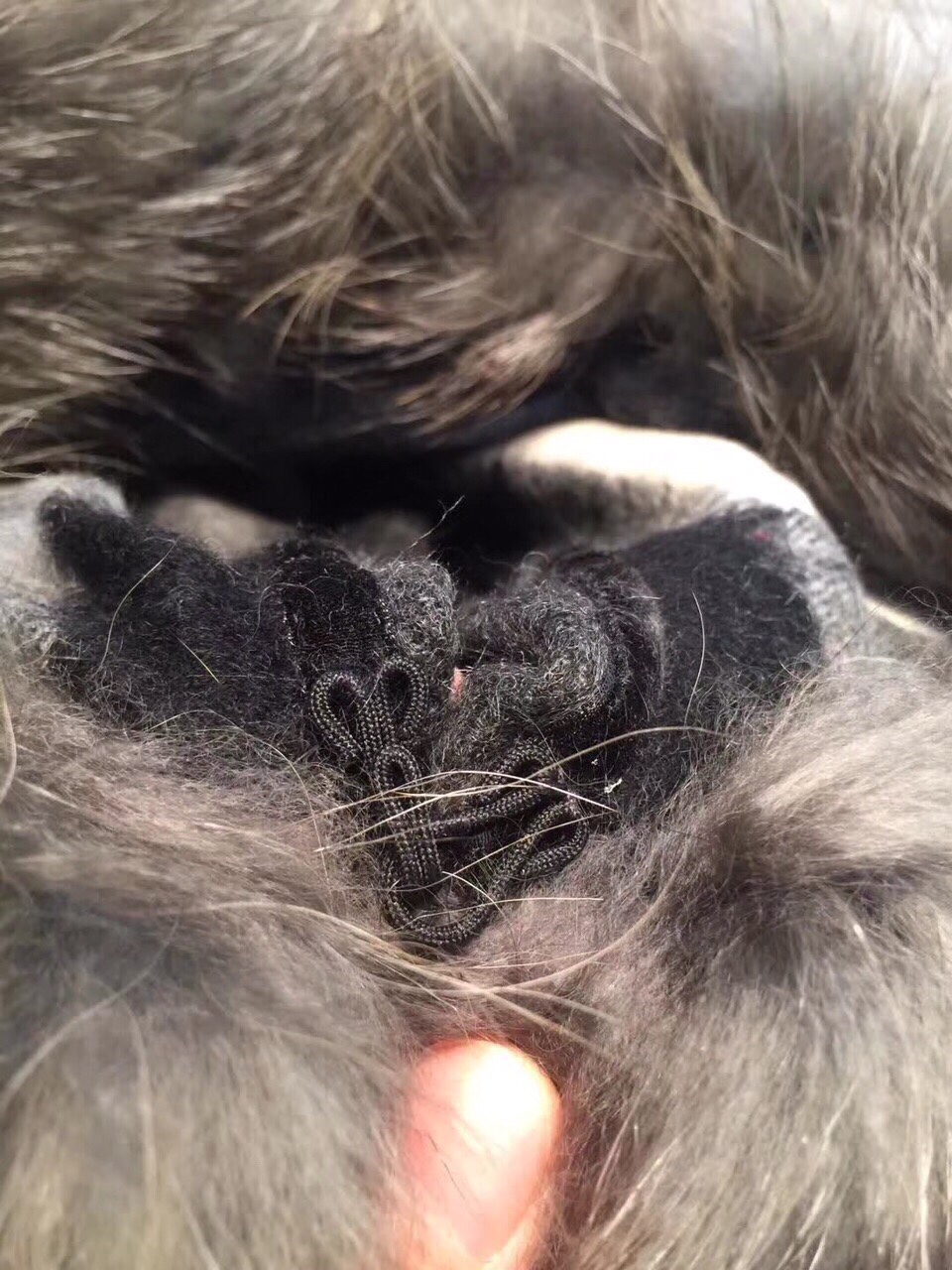 💟咱家招牌货❗️巴宝莉经典英伦欧美范儿「狐狸毛帽子围巾/大披肩」又是一款即时尚又实用的大围巾&斗篷，经典