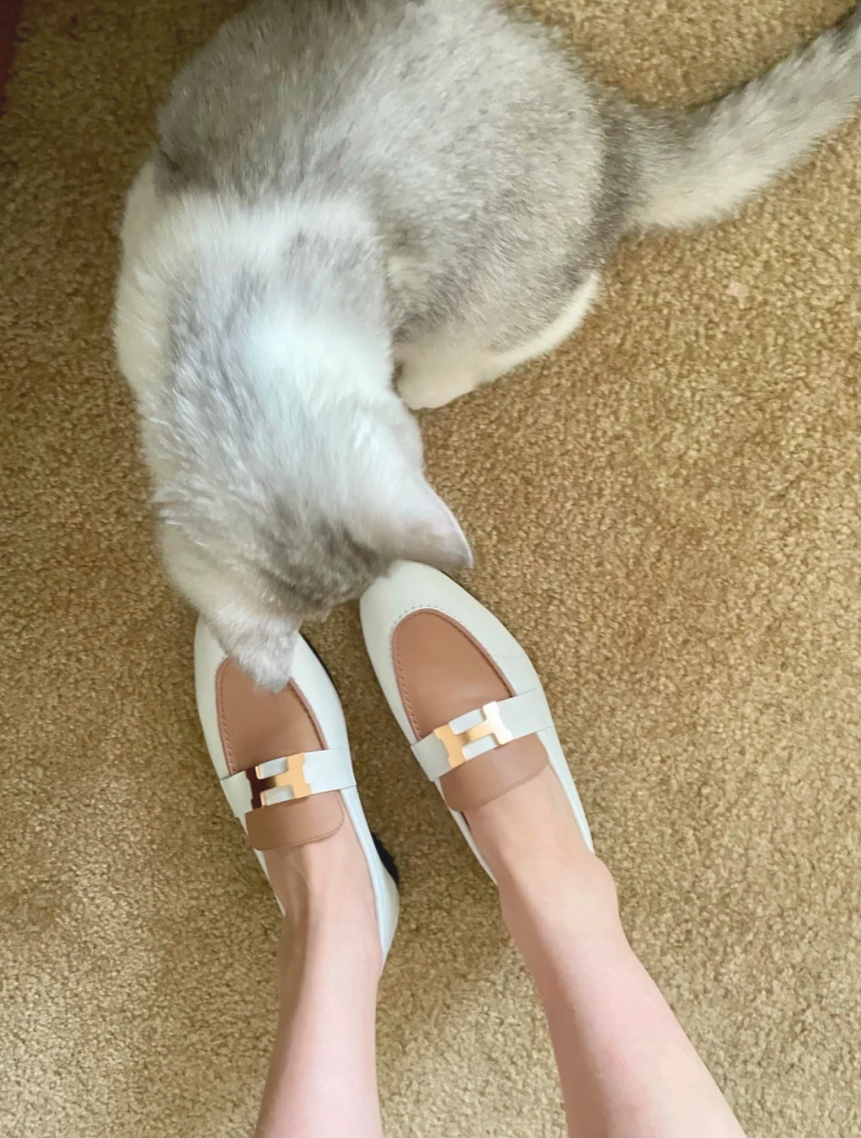 NO:253833,Top version of milk tea color-H button goatskin aris loafers, loafers, loafers, sheepskin19860909顶级版奶茶色拼色-H扣山羊皮 aris乐福鞋,乐福鞋,loafers,sheepskin,Women's Shoes