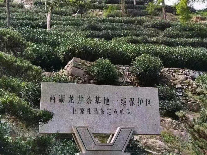 龙井茶的功效与作用（钓鱼台龙井茶有什么功效）