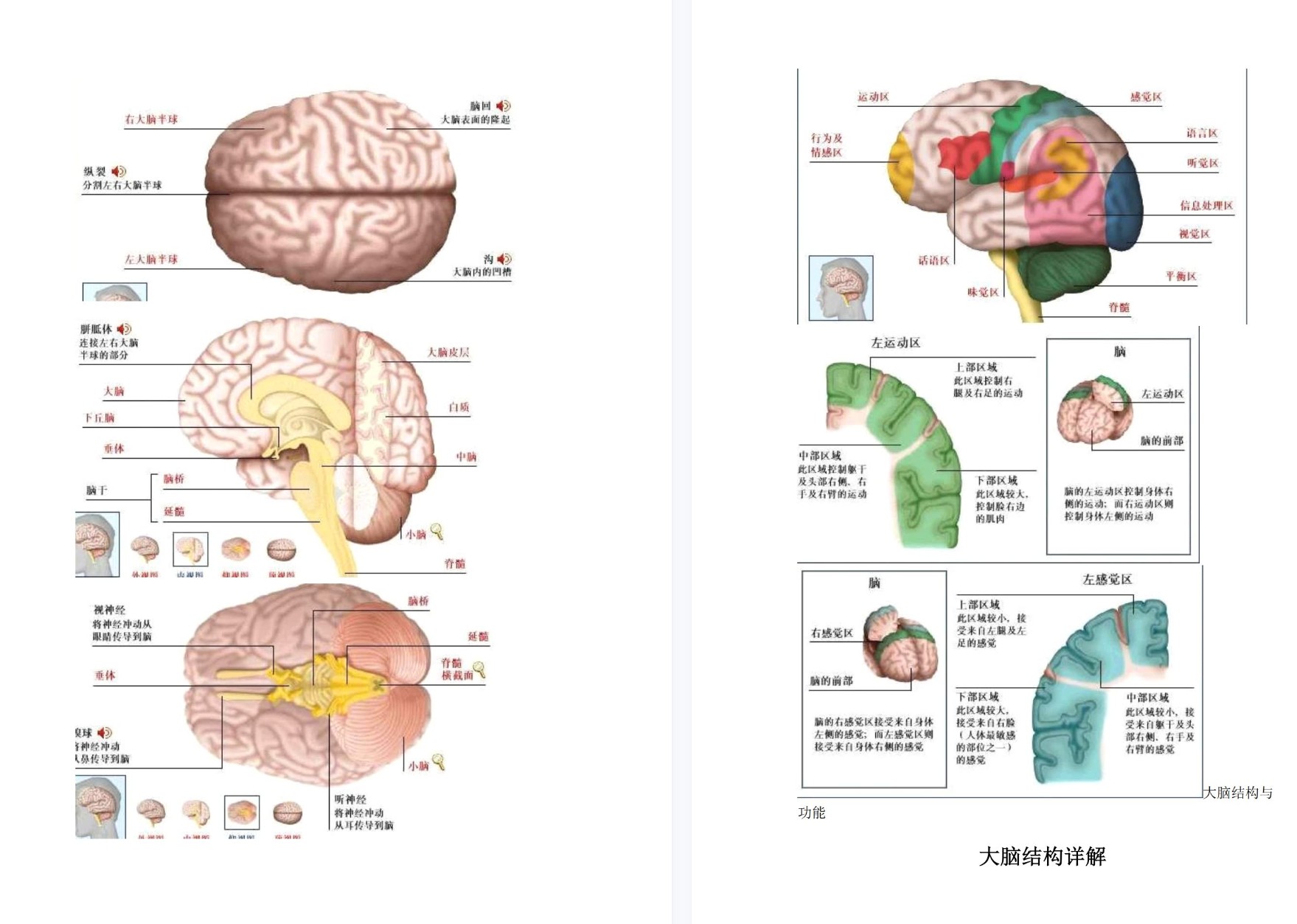 大脑结构与功能「百度网盘下载」PDF 电子书插图