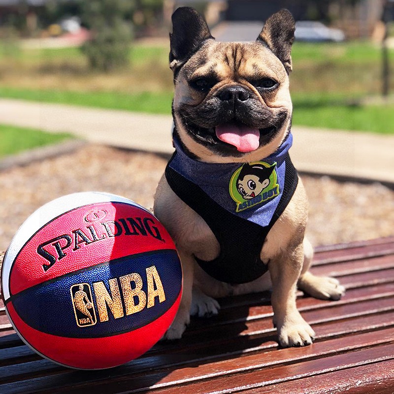 💰90
Spalding/斯伯丁男子7号成人标准比赛专用篮球
货号74-655Y 【耐磨软皮】
品名:NBA比赛用球
系列:经典系列 
规格:7号（标准球 ）
场地:适合室内室外
🏀标准篮球🏀官方防伪🏀品质保证🏀
🔥🔥注意事项🔥🔥: 
充气前请充分湿润球针，用肥皂水为佳，防止气门受损，造成气门漏气。
🌹🌹🌹🌹