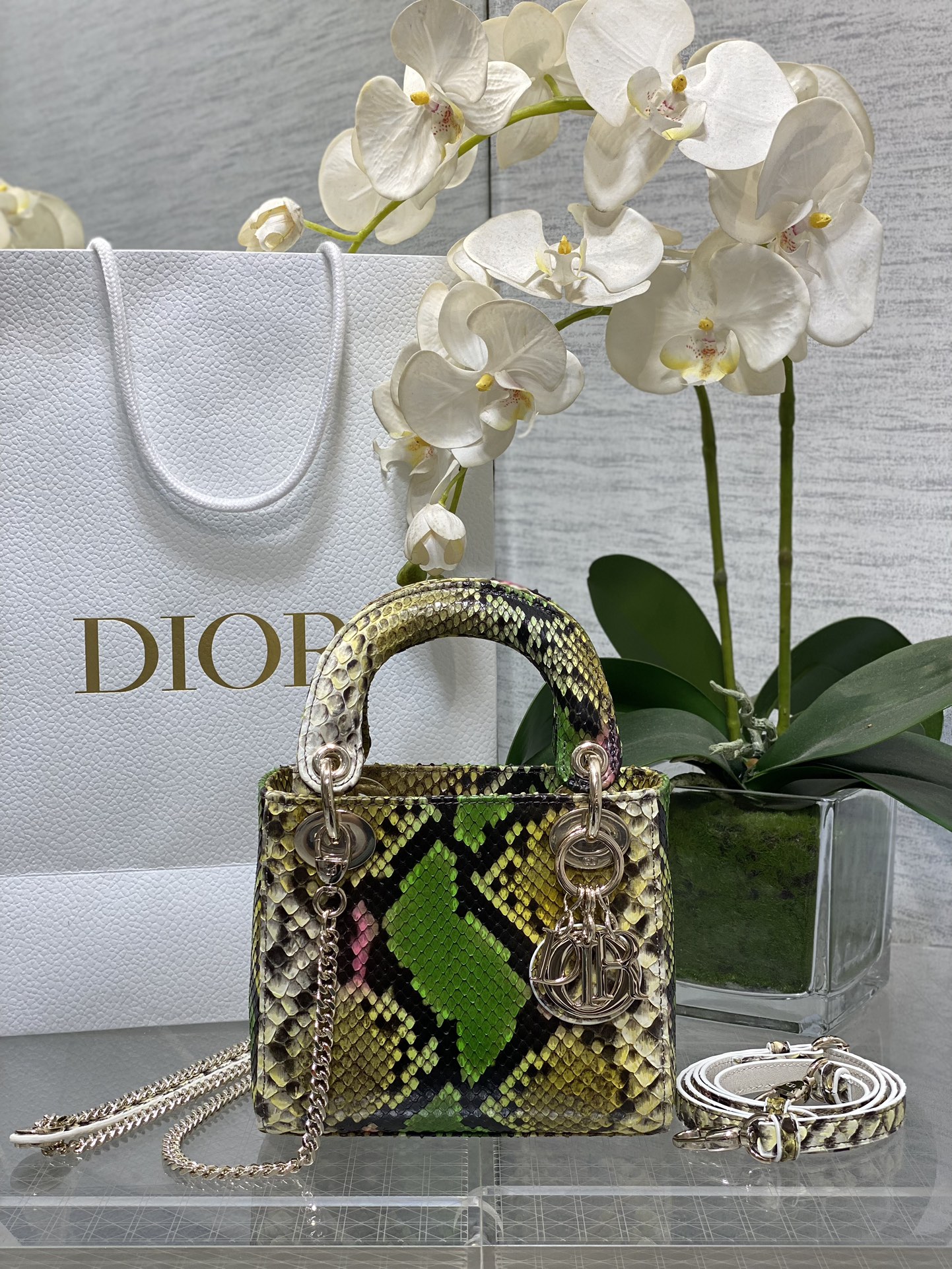 𝐋𝐚𝐝𝐲 piel de serpiente con dorso verde y amarillo de tres rejillas