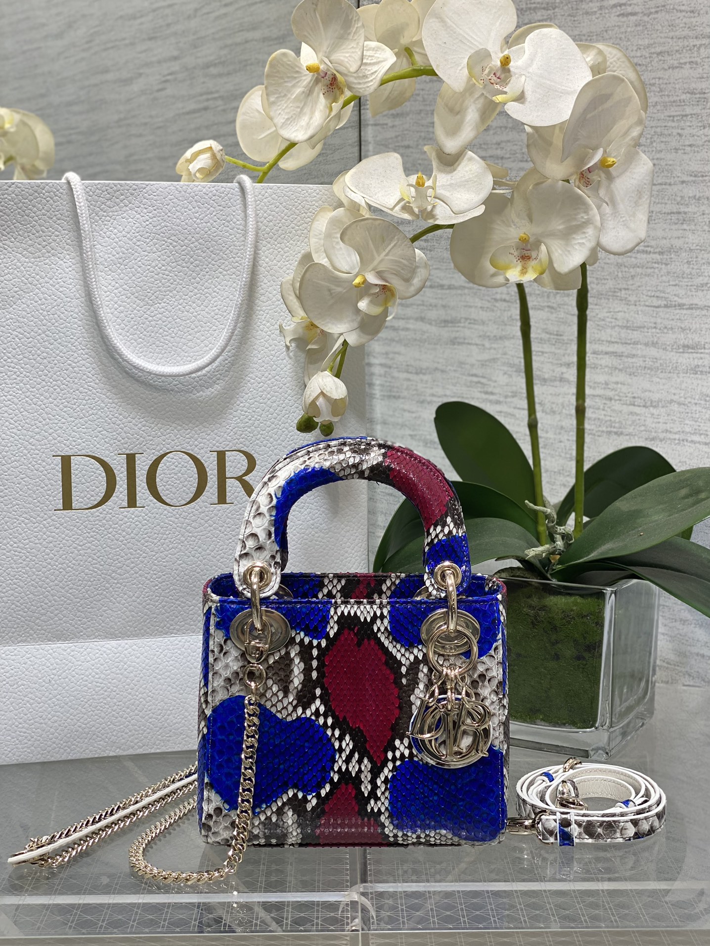 𝐋𝐚𝐝𝐲Tres rejillas de piel de serpiente con dorso rojo y azul.