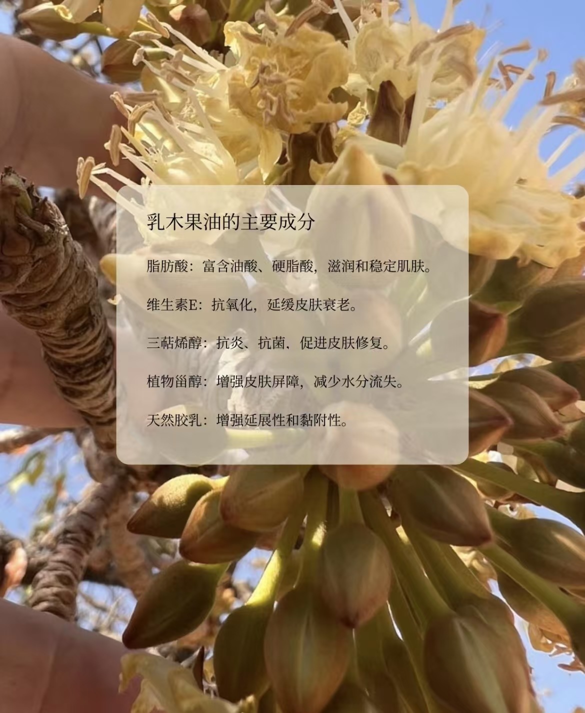 欧米茄 Omega 高定典藏名品高定奢养美妆护肤品口红粉底 #95D480C5 3