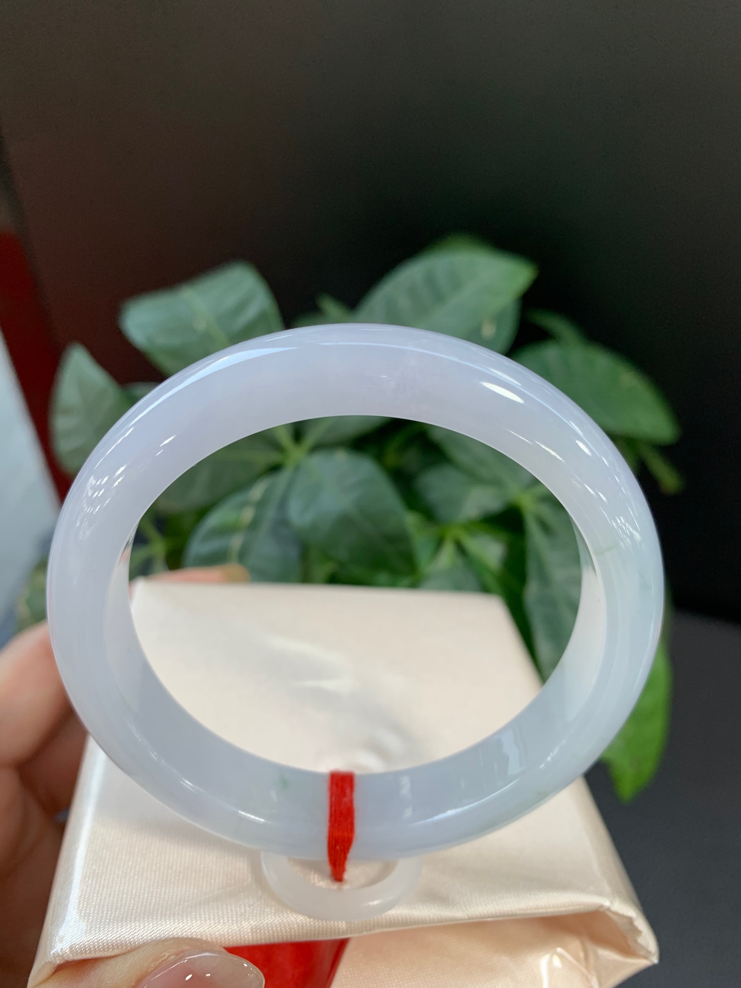 Pale Spring, Classic Cut
