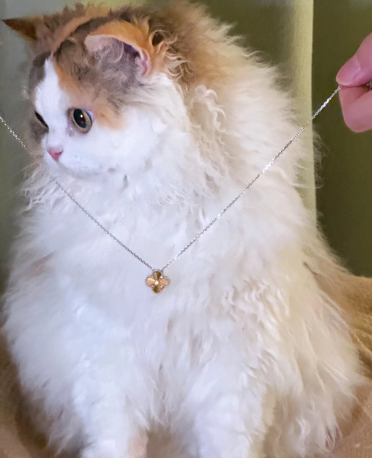 NO:635091,Christmas wearing pictures, Cardia high-end jewelry19860909圣诞款佩戴图,,卡迪亚高端饰品,Jewelry