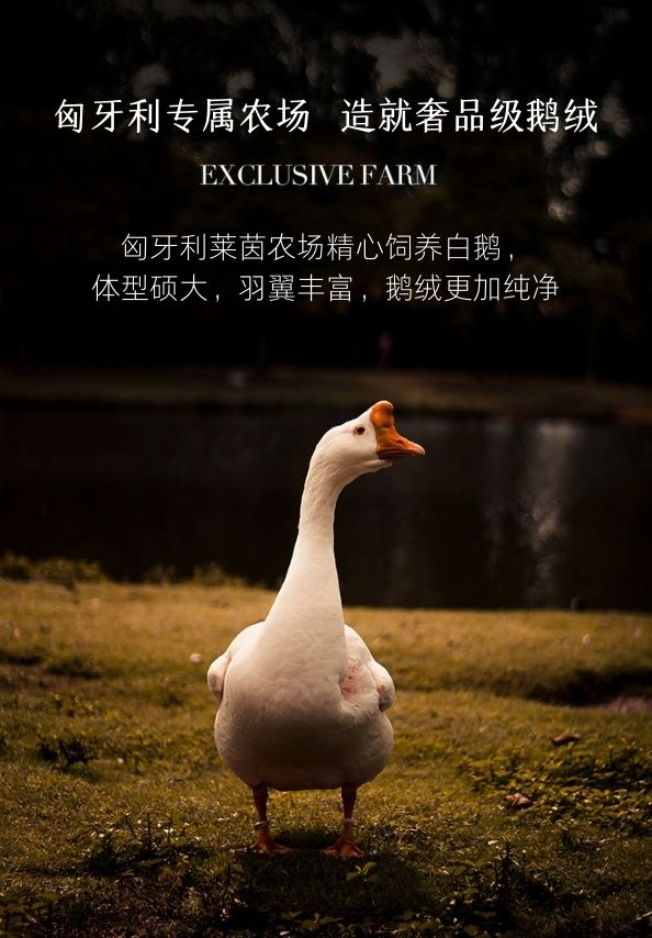 Luxury-grade goose down sourced from dedicated Hungarian farms. - Comprehensive 2