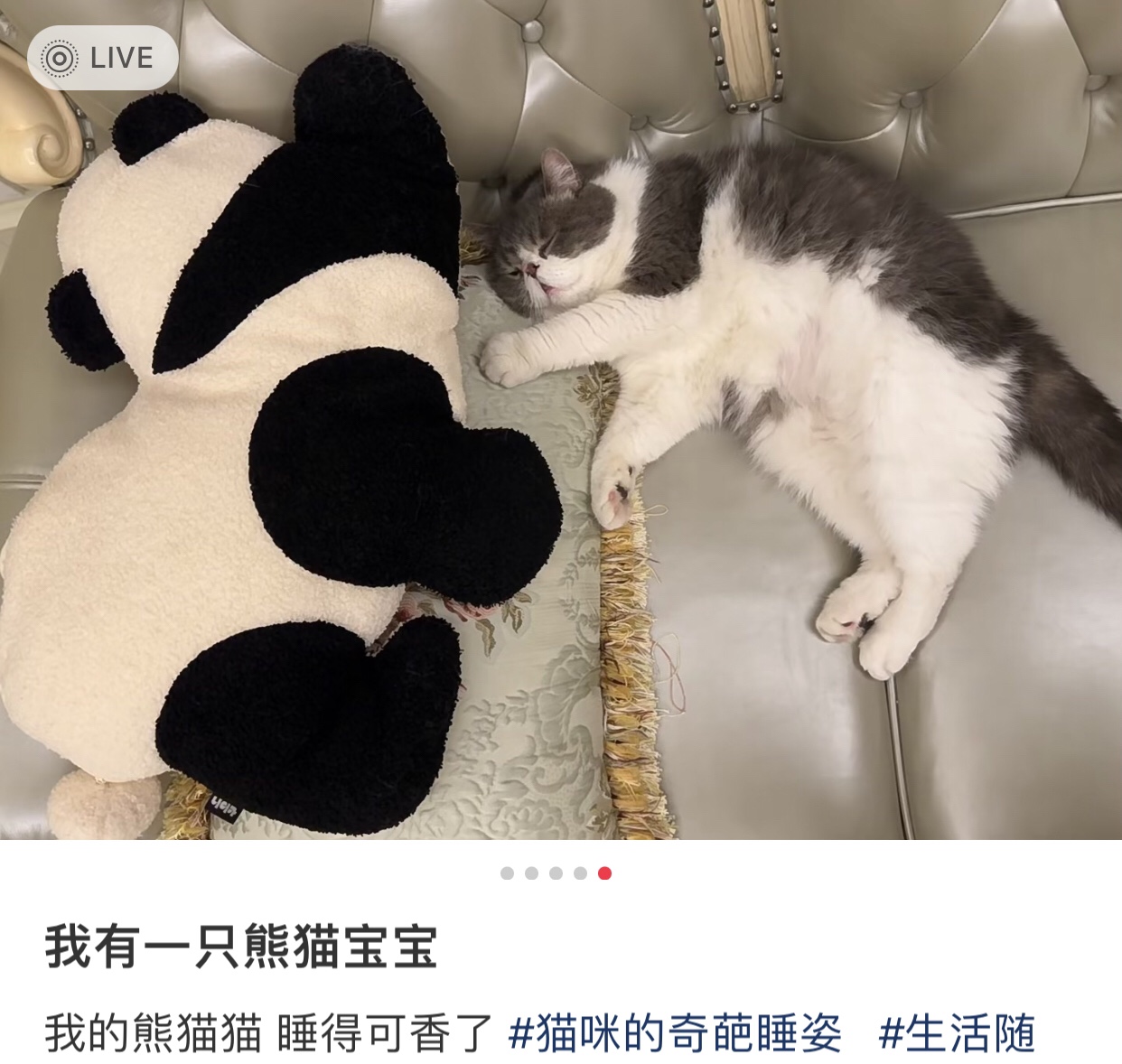 这一套嘭嘭抱枕➕毯子二合一 绝对满足你想抱国宝回家的愿望 这不“刑” 但很行 8